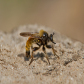 Laphria flava - Lisbjerg skov - 2015