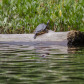 sumpskildpadde-hund sø-