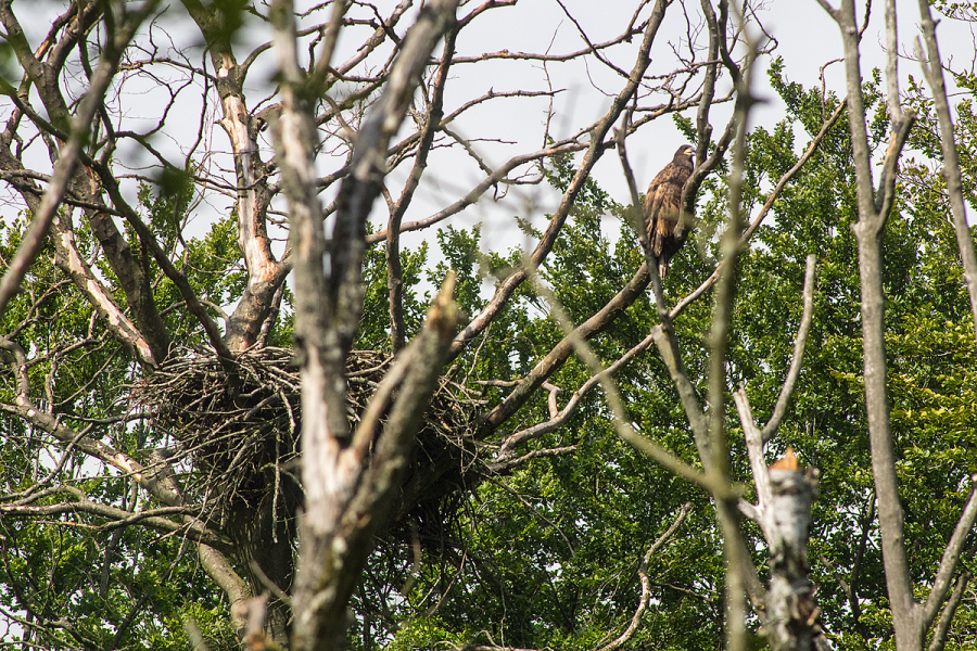 havørneunge ved rede-Ulkerup skov-31-07-16