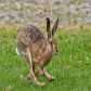 hare-livø-